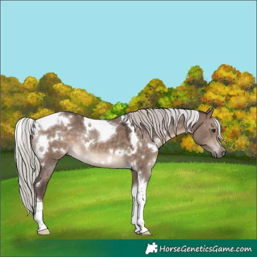 Horse Color:White Spotted Silver Brown Dun Tobiano
