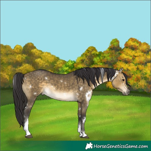 Horse Color:White Spotted Buckskin Dun Tobiano