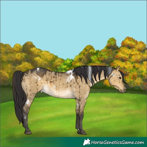 Horse Color:White Spotted Buckskin Dun Brindle