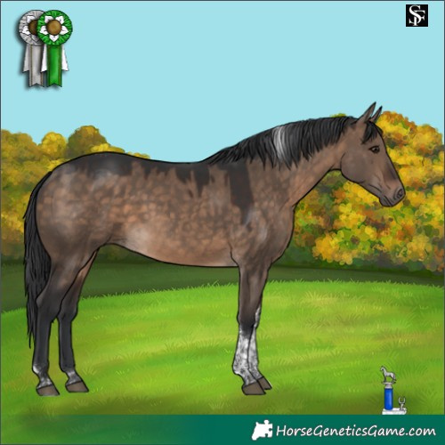 Horse Color:Brown Dun Tobiano