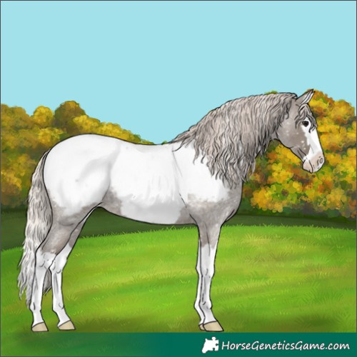 Horse Color:Silver Grullo Roan Splash Snowcap 
