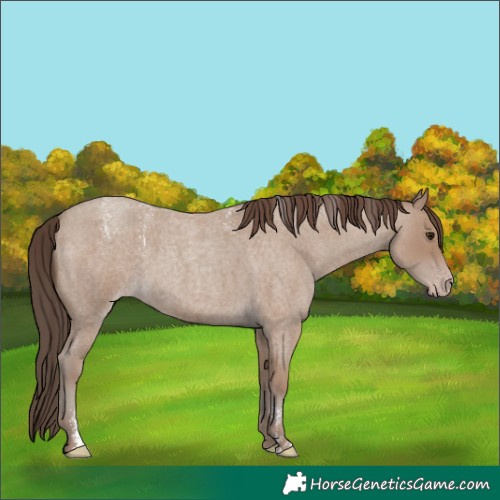 Horse Color:Powder White Classic Champagne Roan
