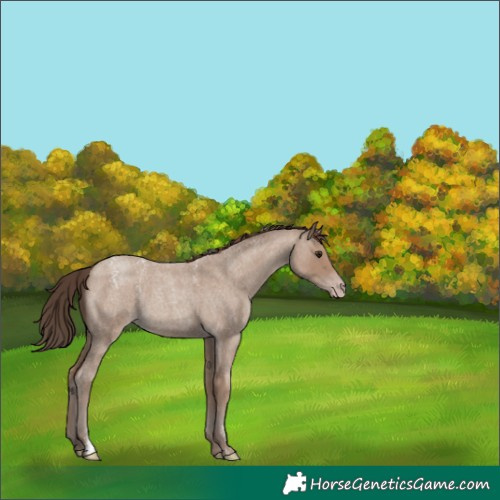 Horse Color:Powder White Classic Champagne Roan