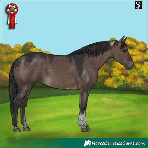 Horse Color:Brown Dun Tobiano