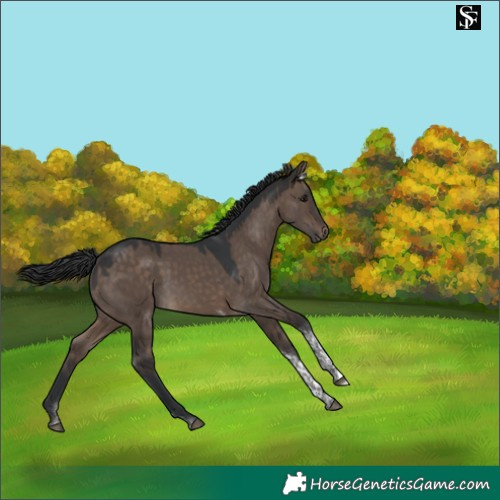 Horse Color:Brown Dun Tobiano 