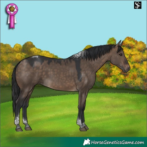 Horse Color:Brown Dun Tobiano