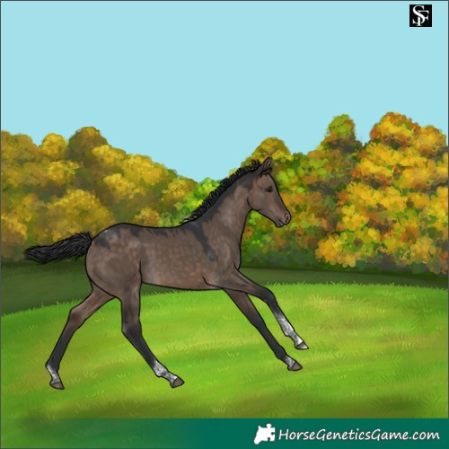 Horse Color:Brown Dun Tobiano 