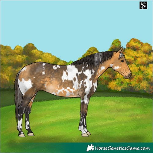Horse Color:White Spotted Buckskin Rabicano
