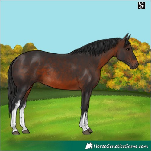 Horse Color:White Spotted Brown Rabicano 