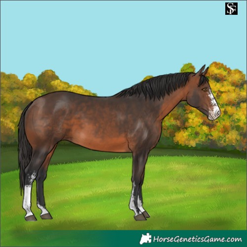 Horse Color:Brown Sabino 