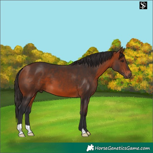 Horse Color:Bay 
