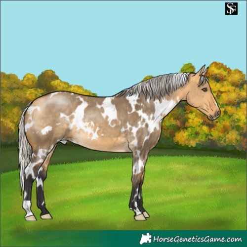 Horse Color:White Spotted Silver Buckskin Dun 