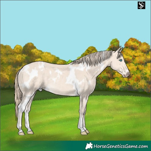 Horse Color:White Spotted Perlino Rabicano