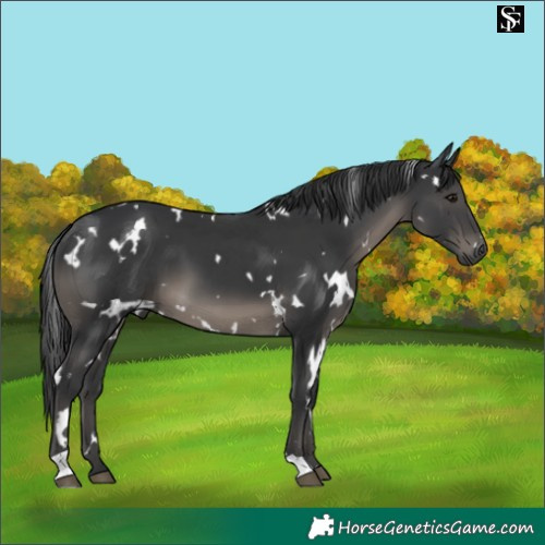 Horse Color:White Spotted Black 