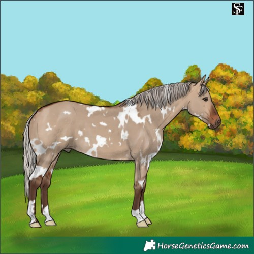 Horse Color:White Spotted Silver Bay Dun