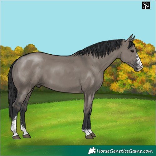 Horse Color:Grullo Sabino