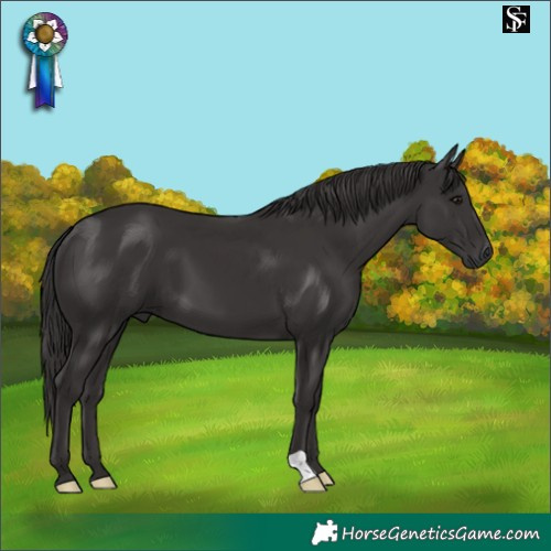 Horse Color:Smoky Black 