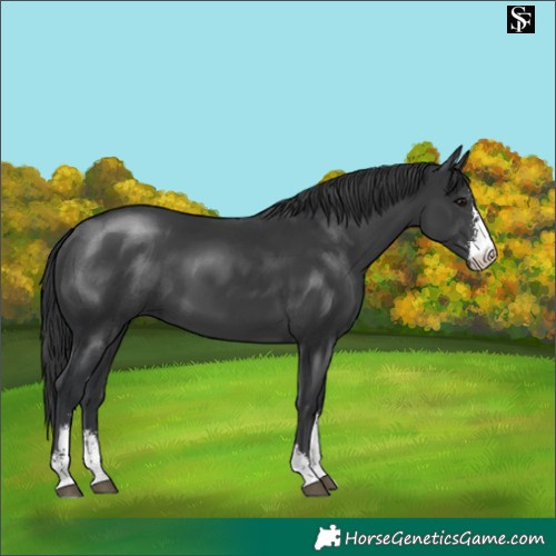 Horse Color:Black Sabino