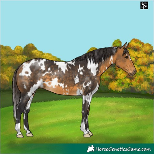 Horse Color:White Spotted Buckskin 