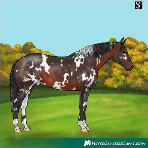 Horse Color:White Spotted Brown 
