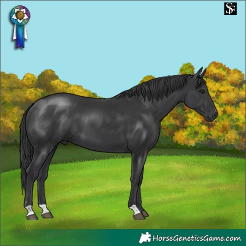Horse Color:Black 