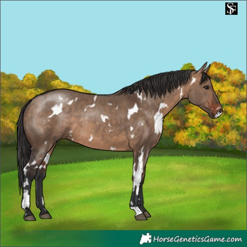 Horse Color:White Spotted Bay Dun 