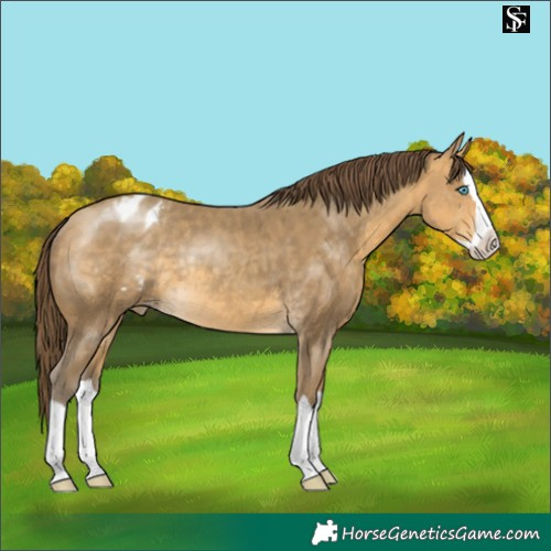 Horse Color:Sable Cream Champagne Splash Appaloosa Rabicano 