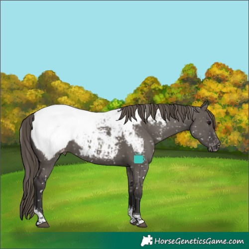 Horse Color:Smoky Grullo Tobiano Near Fewspot 