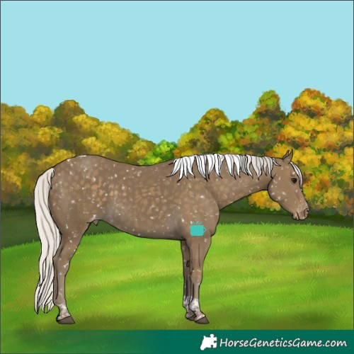 Horse Color:Silver Smoky Black Tobiano Appaloosa 