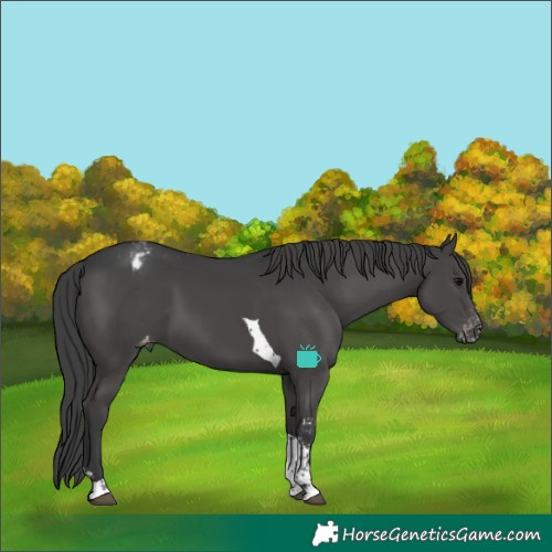 Horse Color:Black Sabino Tobiano Appaloosa 