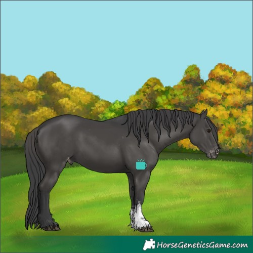 Horse Color:Black Sabino Appaloosa 