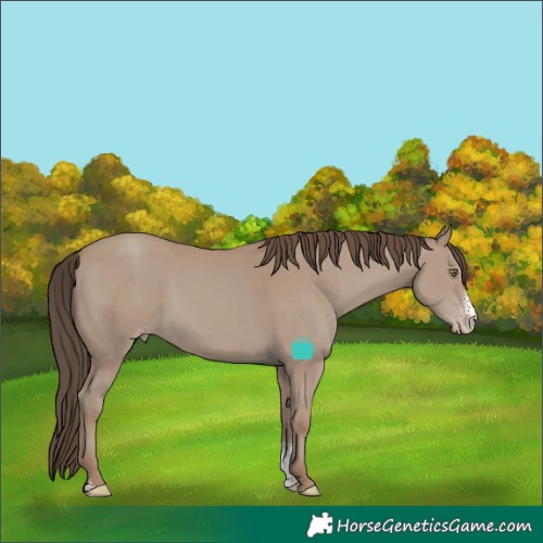 Horse Color:Classic Champagne Sabino 