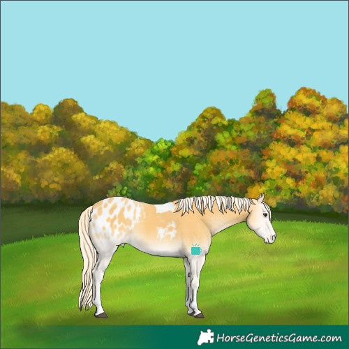 Horse Color:Palomino Onyx Tobiano Appaloosa