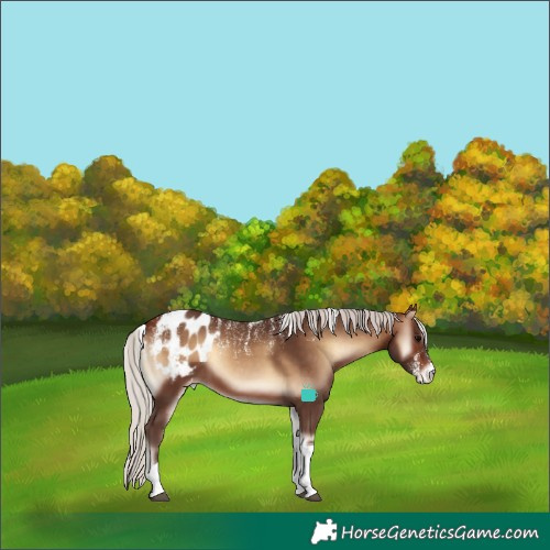 Horse Color:Powder White Silver Bay Onyx Tobiano Appaloosa 