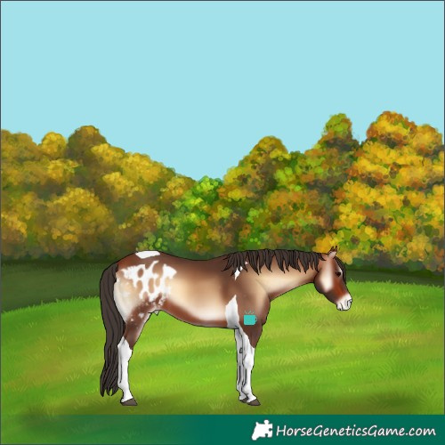 Horse Color:Bay Onyx Tobiano Skewed Appaloosa