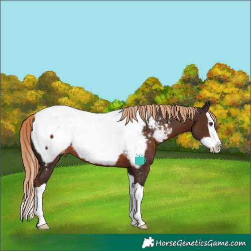 Horse Color:Liver Chestnut Splash Appaloosa 