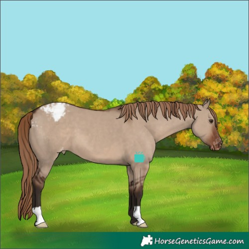 Horse Color:Liver Red Dun Appaloosa
