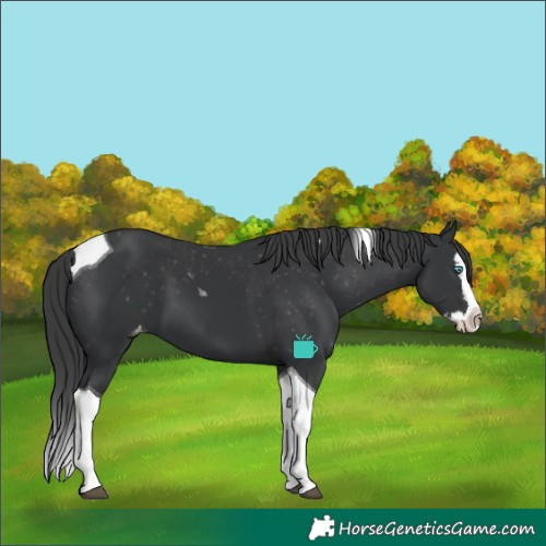 Horse Color:Black Splash Tobiano Skewed LP Spotted
