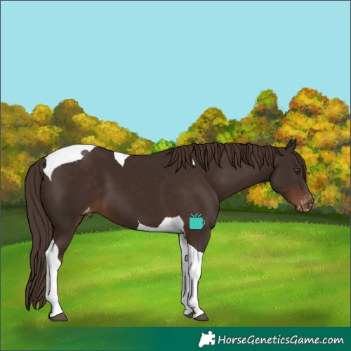 Horse Color:Liver Chestnut Tobiano Varnish 