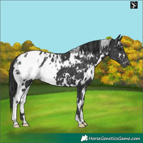 Horse Color:White Spotted Black Appaloosa 