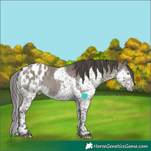 Horse Color:Grullo Splash Tobiano Blanket 