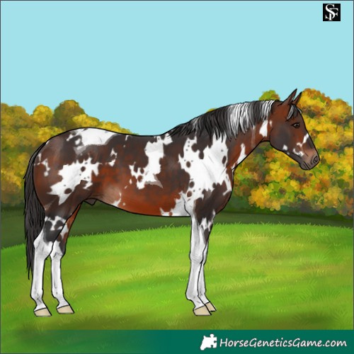 Horse Color:White Spotted Bay Tobiano