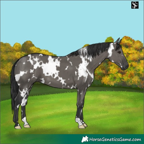 Horse Color:White Spotted Grullo