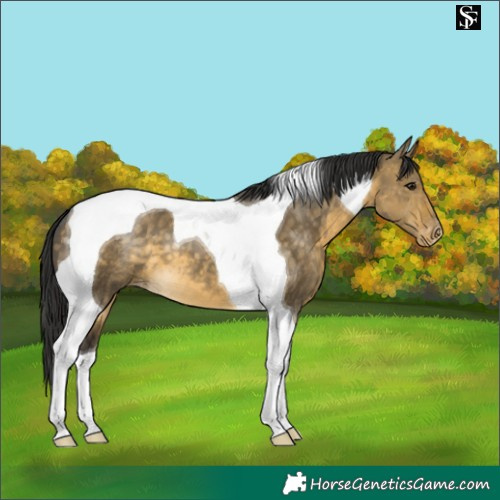 Horse Color:Buckskin Dun Tobiano Appaloosa