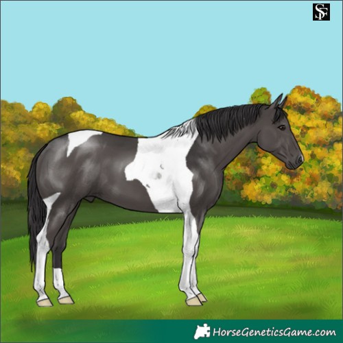 Horse Color:Smoky Black Tobiano 