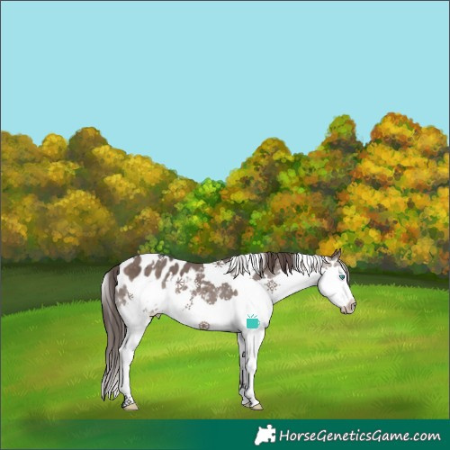 Horse Color:White Spotted Brown Dun Merle Splash Appaloosa 
