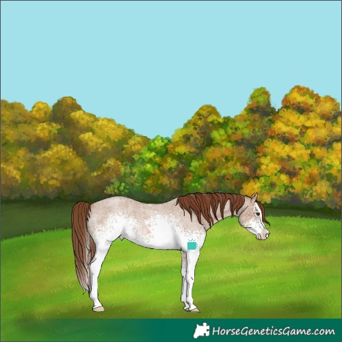 Horse Color:White Spotted Red Dun Roan Splash 