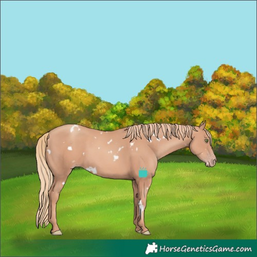 Horse Color:White Spotted Gold Champagne