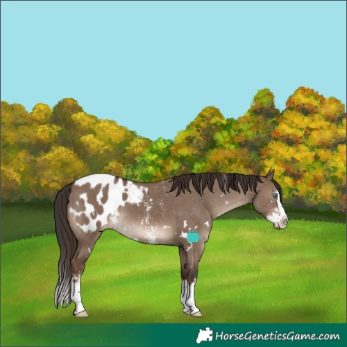 Horse Color:White Spotted Liver Red Dun Sabino Splash Blanket