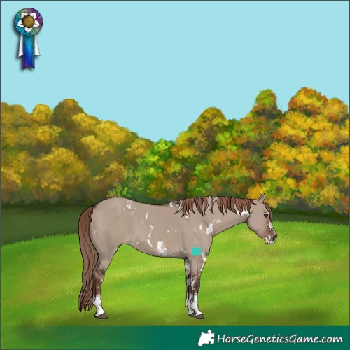 Horse Color:White Spotted Liver Red Dun Sabino 